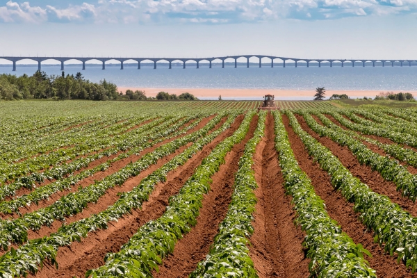 Potato , potato fields, sunset, North Carleton